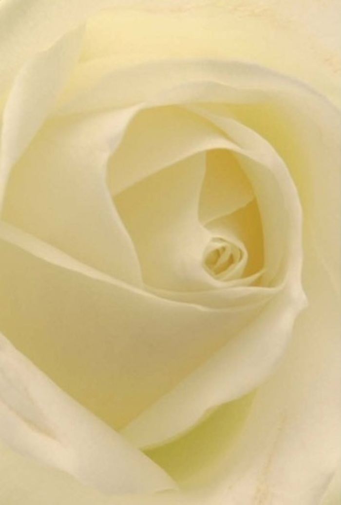 Viewed up close, this elegant white rose-prepared with care in the heart of Barnsbury-offers a masterclass in tranquility and sophistication. Its petals, creamy-white with hints of gentle gold along the innermost rims, curl and spiral in perfect rhythm, capturing the diffused morning light that often bathes Barnsbury's garden squares. The surface texture promises a velvet-like touch-soft yet substantial-drawing you deeper into its layered structure. Shadows fall delicately between each fold, giving the bloom a sculptural depth that seems almost illuminated from within. For the discerning florist and the thoughtful giver alike, such a rose stands as an ideal offering for a range of heartfelt moments: it can honor cherished memories, express sincere apologies, or bring understated romance to a wedding celebration in Canonbury or nearby Islington. The floral composition whispers of purity and enduring resilience in both color and form, echoing the calm strength of the surrounding community. While the scent remains subtle, it fills the imagination with cleanliness and peace, a comforting undercurrent to the bouquet's visual serenity. Crafted for those who seek to convey authentic sentiment, this rose combines the best of local artistry and natural poise-a fitting tribute whether nestled in a sympathy bouquet or adorning a festive Barnsbury reception.