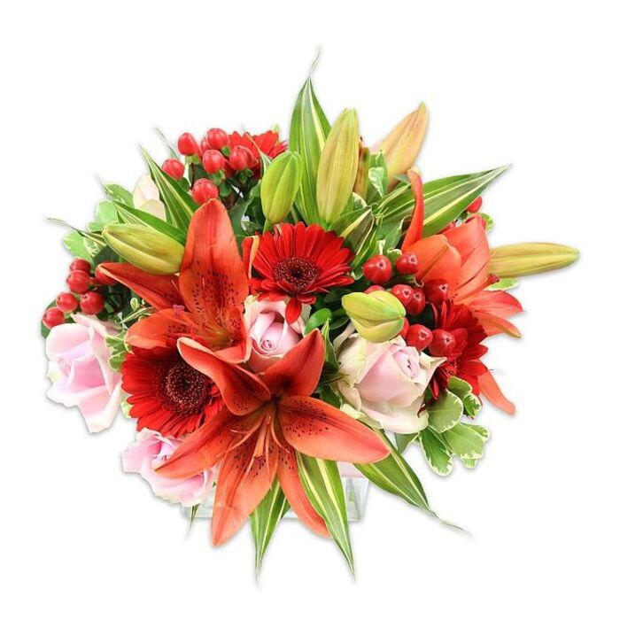Against a bright white field, this opulent bouquet unfolds with confident colour and layered texture, a design that balances theatrical lilies with tender roses in a way seasoned florists in Barnsbury recognise and refine. Several large Asiatic lilies in a striking orange-red dominate the view; their petals sweep back gracefully and show delicate speckling, while visible stamens with darker anthers add botanical definition and shadow. Nestled among and around those lilies are vivid red Gerbera daisies - their many narrow petals fan crisply from a dark central disk, offering lively contrast and a modern graphic feel. Pale pink roses provide a softer, romantic counterpoint: some are new tightly-wrapped buds, others are midway through unfurling, presenting the tactile curl of velvety petals. Tiny clusters of glossy hypericum berries in bright red punctuate the composition with a jewel-like gleam and a festive, seasonal accent. The flowers sit within a generous chorus of foliage: broad, smooth green leaves create a dense, supportive backdrop while thinner, pointed lily leaves and a few variegated sprays of green-and-cream break up the plane and add depth. A couple of unopened lily buds suggest continuity and life beyond the moment captured, giving the bouquet a sense of unfolding. The overall mood is warm and celebratory - ideal for anniversaries, weddings, or for brightening a flat near Upper Street - and the craftsmanship is evident in the rounded silhouette, the balanced colour play, and the way the textures invite touch and quietly suggest scent.